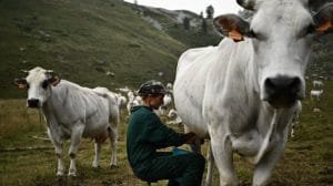 Dinamarca impone impuesto a la flatulencia de animales: un hito global