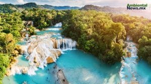 ANWEB Mexico tiene una de las regulaciones mas debiles para proteger su biodiversidad 1