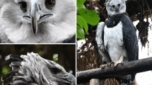Bioparque La Reserva de Cota busca preservar al águila arpía en Colombia