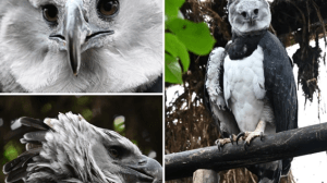 Bioparque La Reserva de Cota busca preservar al águila arpía en Colombia