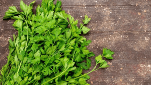 El pulgón: la plaga que está destruyendo los cultivos de cilantro por efectos del cambio climático