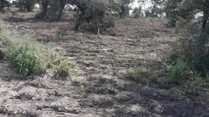 ONU advierte: México en una encrucijada ambiental.