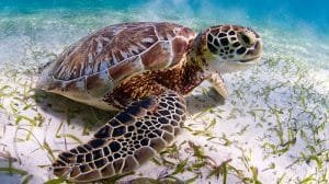 Tortugas como sensores de radioactividad: un nuevo estudio revela sus secretos.