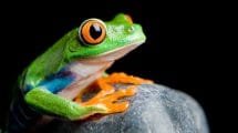 No subestimes a las ranas: son vitales para el medioambiente
