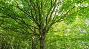 ANWEB El sorprendente hallazgo Arboles que absorben metano ¿Que significa para el calentamiento global