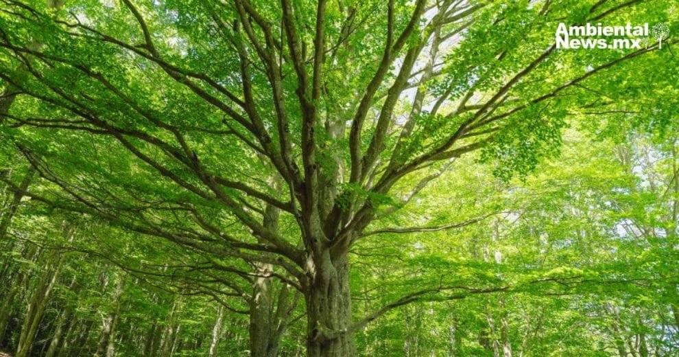 ANWEB El sorprendente hallazgo Arboles que absorben metano ¿Que significa para el calentamiento global