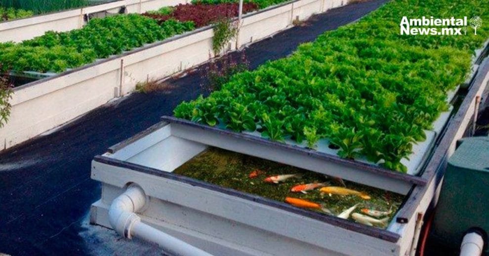 Acuaponía: la técnica innovadora que utiliza los desechos de peces para cultivar plantas 11 Acuaponía la técnica innovadora que utiliza los desechos de peces para cultivar plantas
