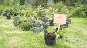 Schwarzkopf Professional lidera con responsabilidad ambiental: siembra de árboles nativos