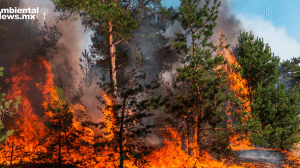 FAO advierte el cambio climático está desgastando nuestros bosques a un ritmo alarmante