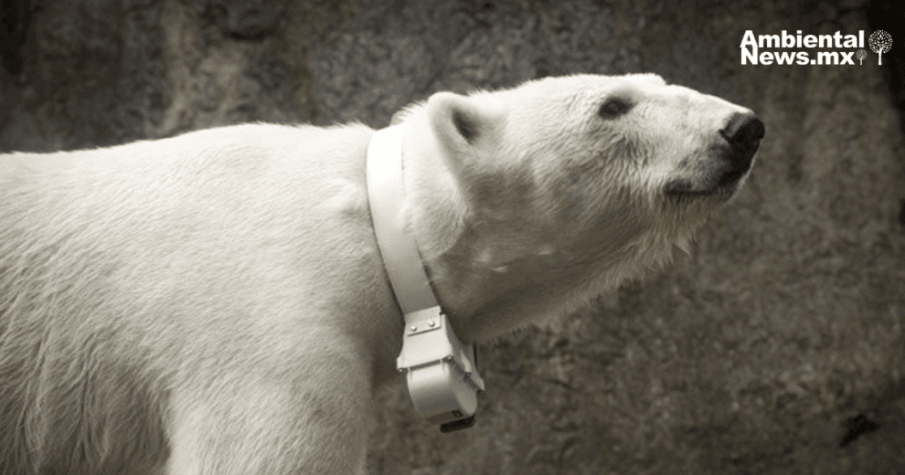 Las etiquetas GPS están protegiendo a los osos polares del cambio climático