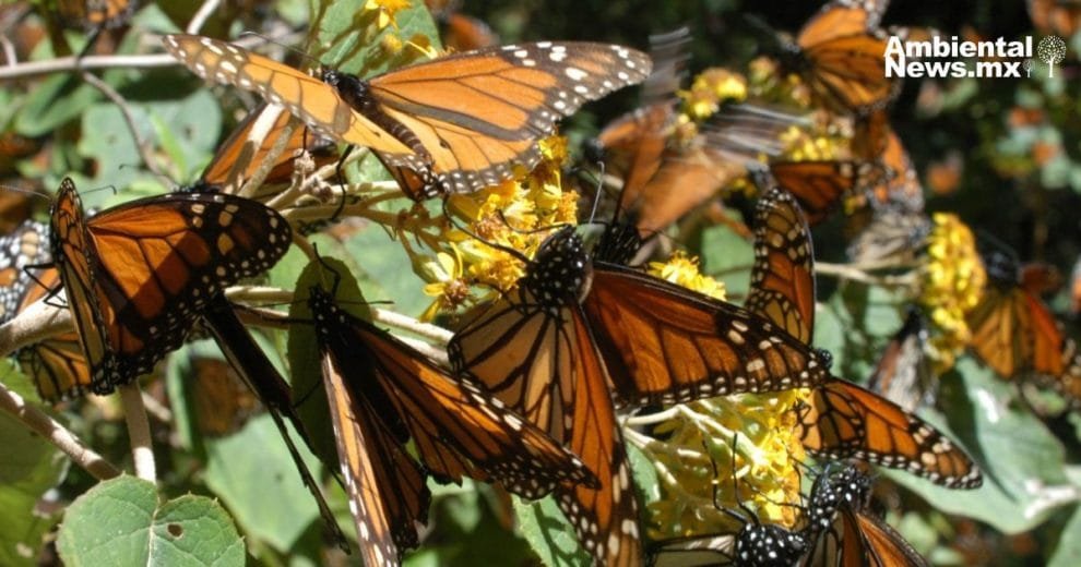 Las mariposas pueden polinizar las flores gracias a la electricidad