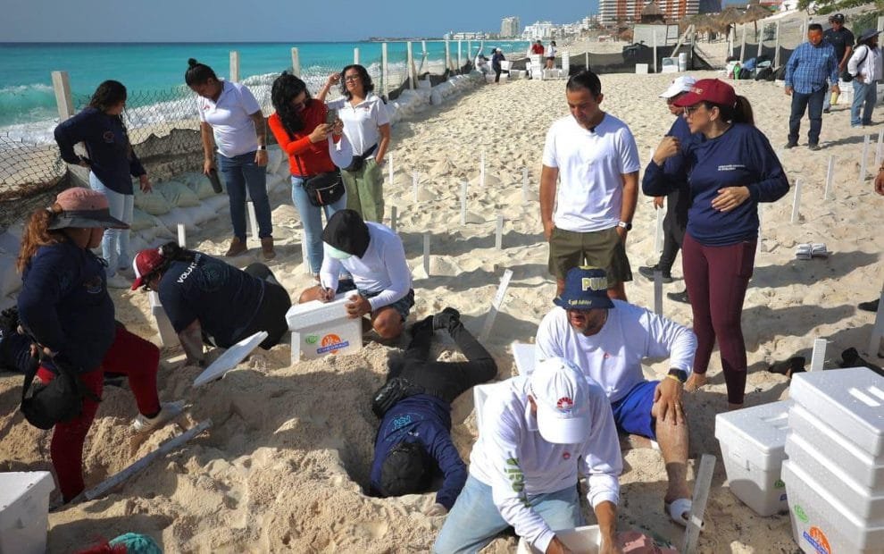Huracán Beryl: evacuan más de 10,000 huevos de tortuga en Cancún