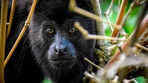 Monos aulladores en crisis: las olas de calor extremo amenazan su supervivencia en Tabasco