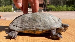 especies animales desplazadas cambio climatico