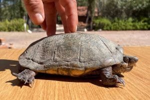 especies animales desplazadas cambio climatico