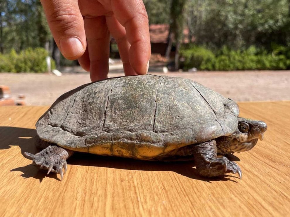 especies animales desplazadas cambio climatico