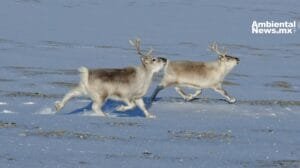 Los Renos de Svalbard: Pequeños gigantes del Ártico Noruego