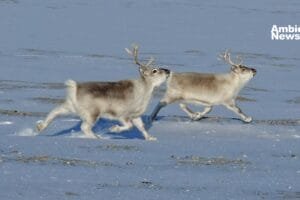 Los Renos de Svalbard: Pequeños gigantes del Ártico Noruego