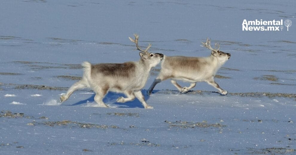 Los Renos de Svalbard: Pequeños gigantes del Ártico Noruego