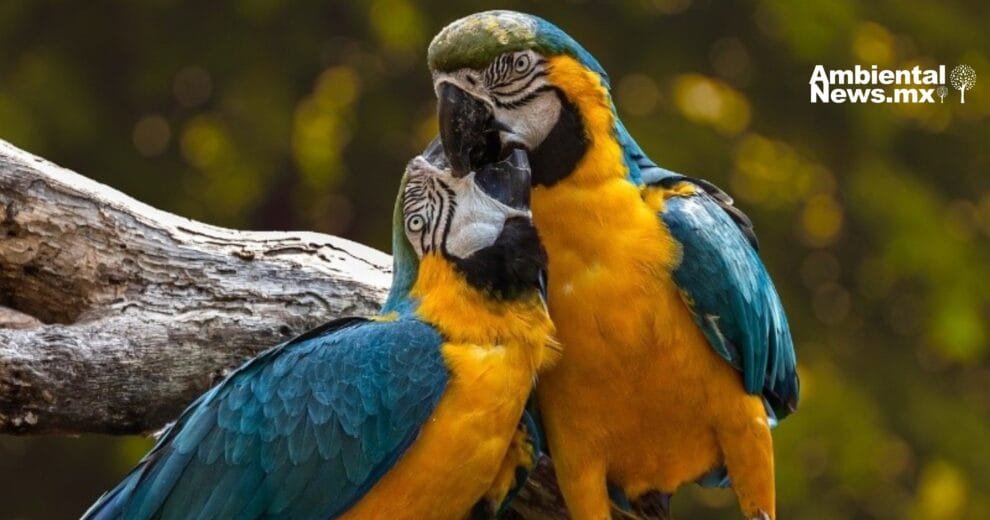 El intercambio de regalos en el reino animal: Más que un cortejo