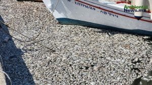 El desastre de los peces muertos en Grecia: una devastación para el medio ambiente