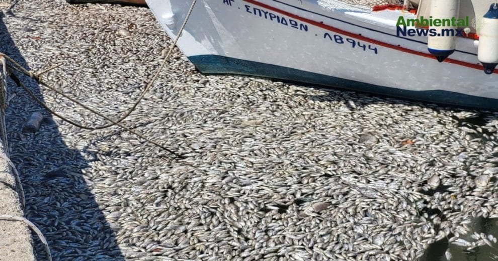 El desastre de los peces muertos en Grecia: una devastación para el medio ambiente