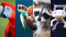 El precio de la indiferencia: 10 especies que podrían extinguirse pronto