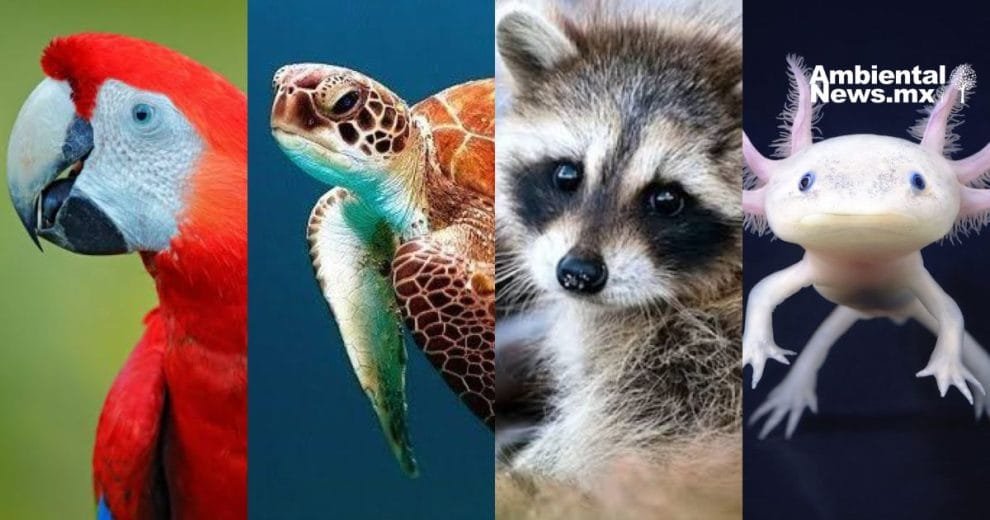 El precio de la indiferencia: 10 especies que podrían extinguirse pronto