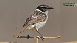 La crisis climática amenaza a la biodiversidad de Canarias