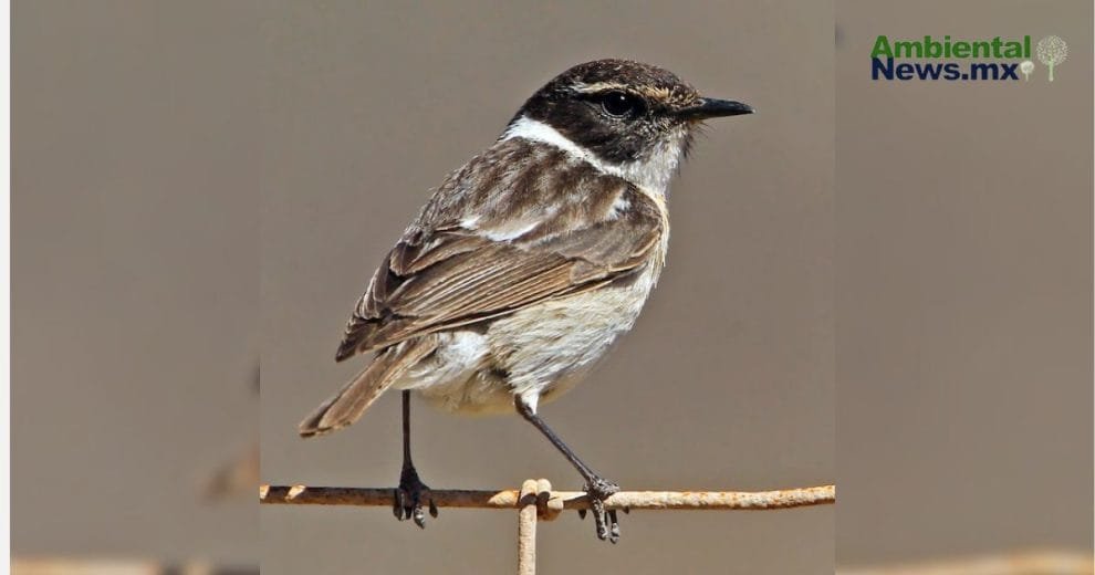 La crisis climática amenaza a la biodiversidad de Canarias