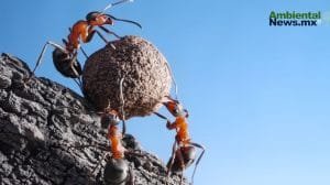 Las hormigas superan a los humanos en la resolución de problemas colectivos