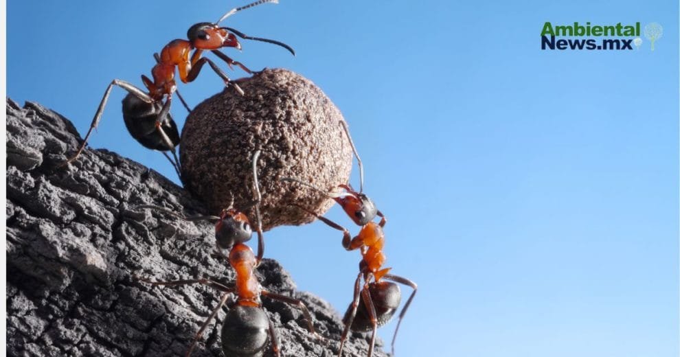 Las hormigas superan a los humanos en la resolución de problemas colectivos