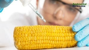Los secretos de los cultivos transgénicos: lo bueno y lo malo que necesitas saber
