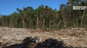 Selva en riesgo: denuncian daños ecológicos por el uso de dinamita en el Tren Maya