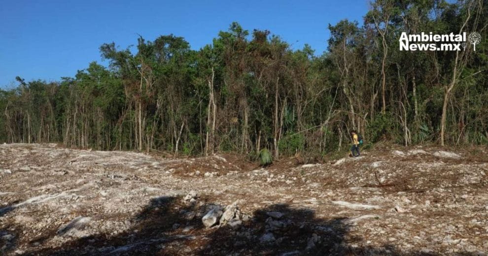 Selva en riesgo: denuncian daños ecológicos por el uso de dinamita en el Tren Maya