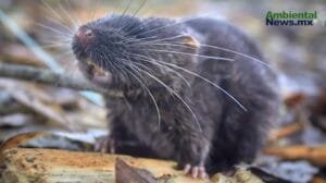 Un ratón anfibio y más: 27 Nuevas especies en la Amazonía