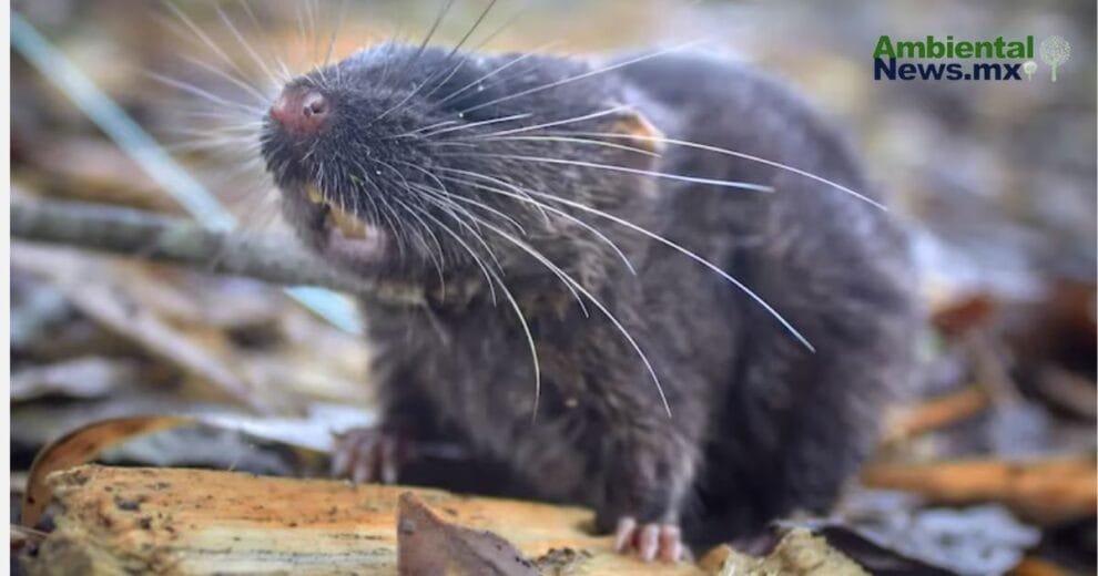 Un ratón anfibio y más: 27 Nuevas especies en la Amazonía