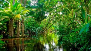 Datos interesantes que debes saber de la cuenca del Amazonas