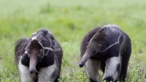Oso Hormiguero 1 768x512 1