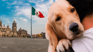 México avanza hacia una ley para proteger a los animales