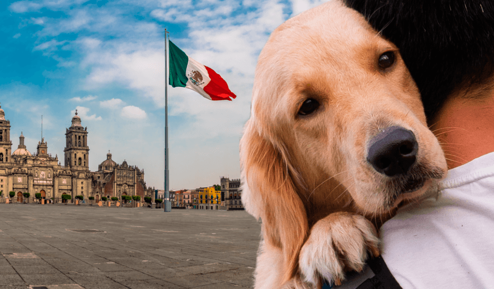 México avanza hacia una ley para proteger a los animales