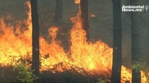 WEB AN El cambio climatico y su impacto desgarrador en los incendios forestales ¿Estamos preparados para lo peor 1 6