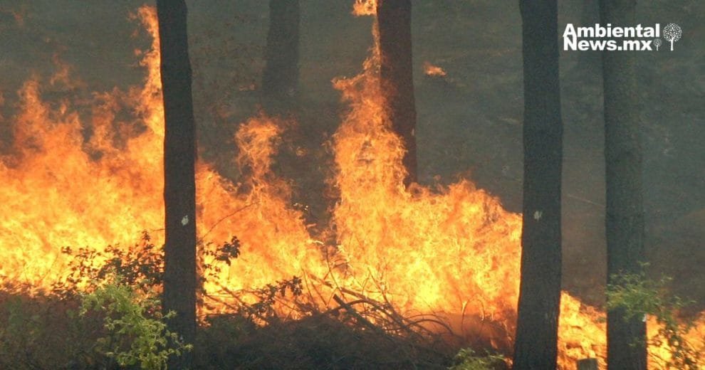 WEB AN El cambio climatico y su impacto desgarrador en los incendios forestales ¿Estamos preparados para lo peor 1 6