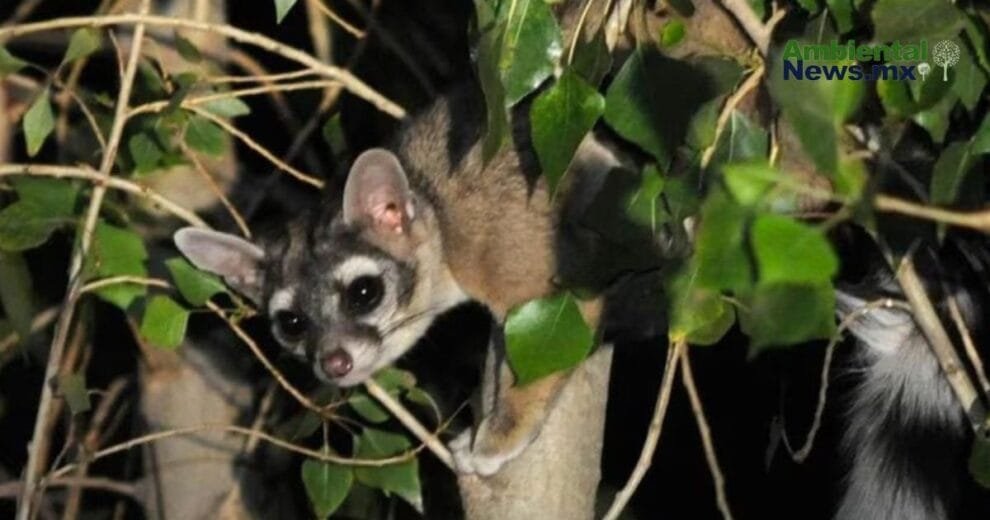 WEB AN El cambio climatico y su impacto desgarrador en los incendios forestales ¿Estamos preparados para lo peor 4