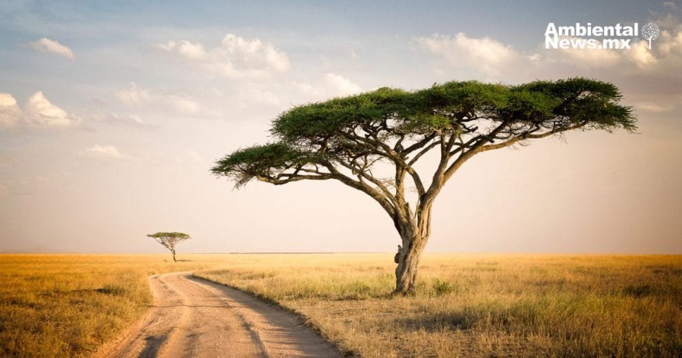 WEB AN El cambio climatico y su impacto desgarrador en los incendios forestales ¿Estamos preparados para lo peor 9