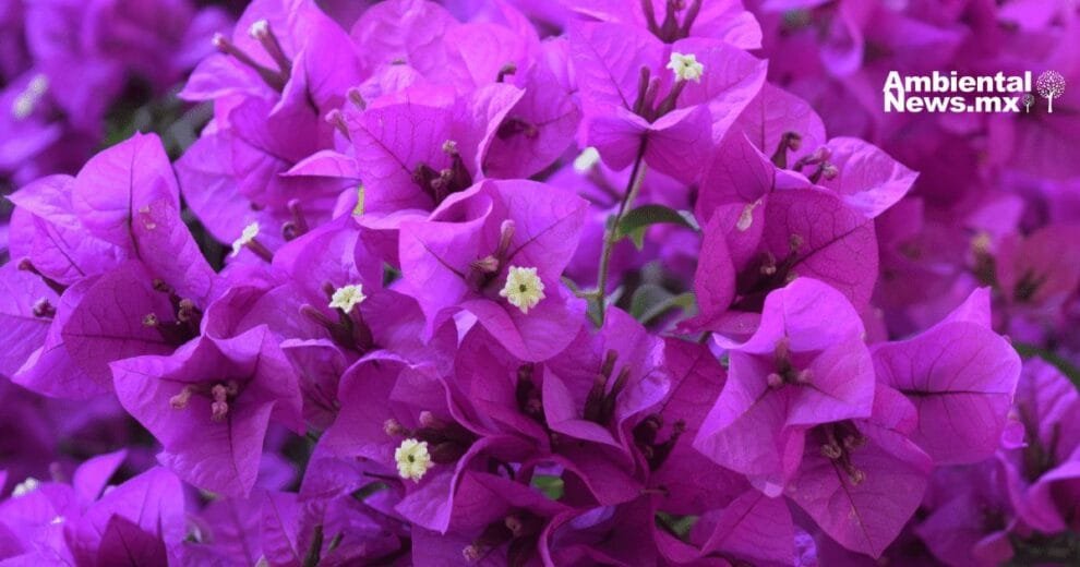 Una solución natural para combatir la crisis climática y embellecer las ciudades 10 Una solución natural para combatir la crisis climática y embellecer las ciudades