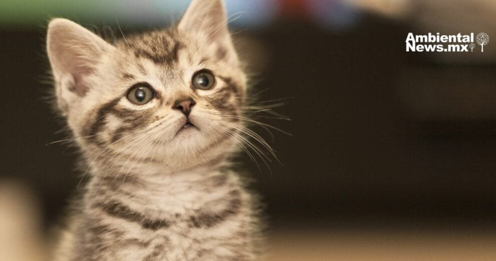 Los gatos domésticos y su impacto en la biodiversidad 11 Los gatos domésticos, conocidos por su naturaleza cariñosa, se han convertido en un peligro silencioso para muchas especies animales