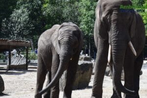 WEB AN Esterilizacion de perros y gatos en la UNAM a precios accesibles 1