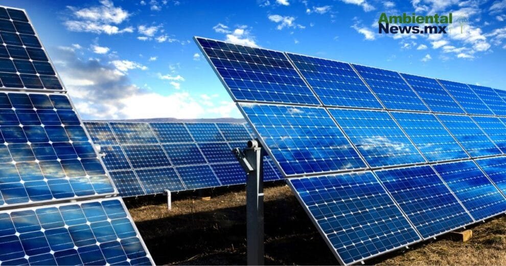 WEB AN Esterilizacion de perros y gatos en la UNAM a precios accesibles 1 4