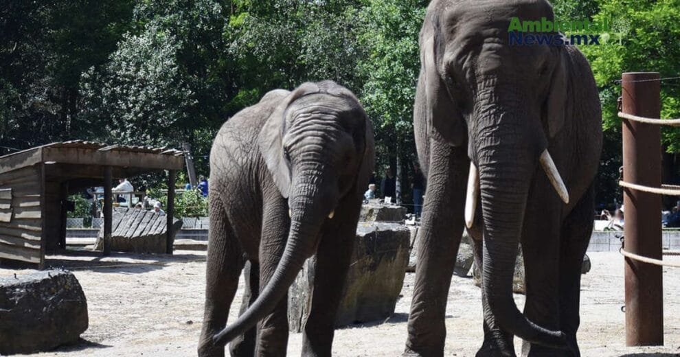 WEB AN Esterilizacion de perros y gatos en la UNAM a precios accesibles 1
